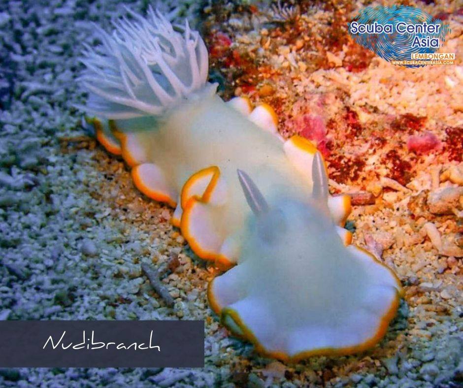 Nusa lembongan underwater Nusa Lembongan and Nusa Penida offer a wealth of underwater life. Nudibranchs are abundant here
